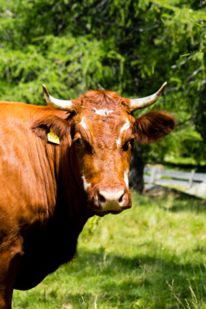 closeup-tarentaise-cattle-field-covered-greenery-sunlight-daytime