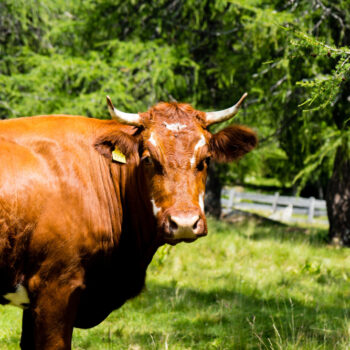 closeup-tarentaise-cattle-field-covered-greenery-sunlight-daytime