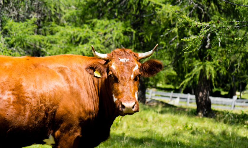 closeup-tarentaise-cattle-field-covered-greenery-sunlight-daytime